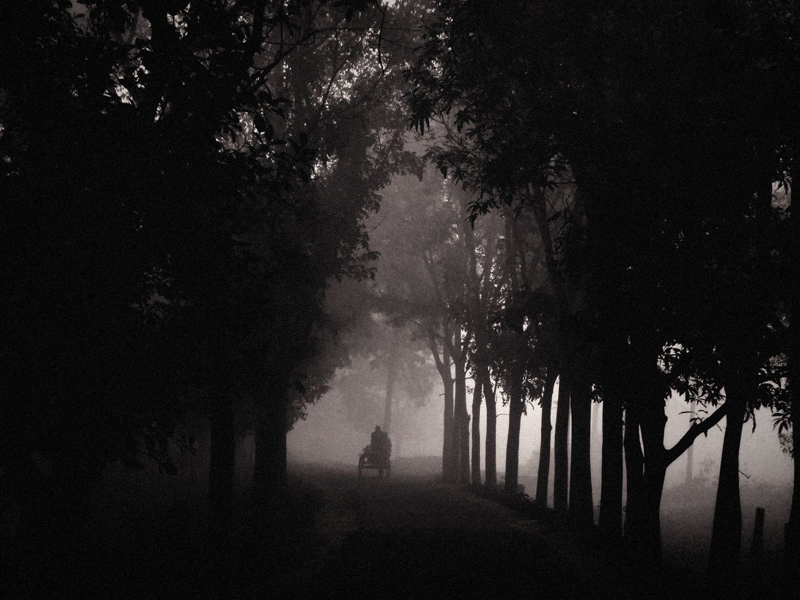 Silhouette of a person walking through foggy trees
