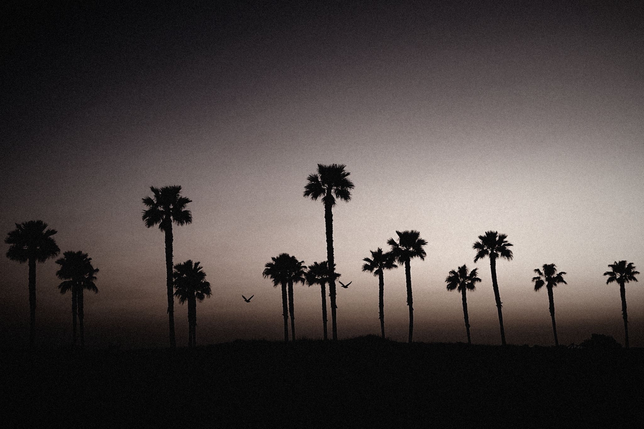 Palm tree silhouettes at dusk